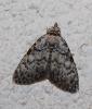 Meganola strigula